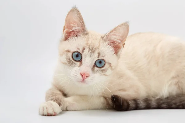 Joven hermoso gatito aislado en blanco fondo . — Foto de Stock