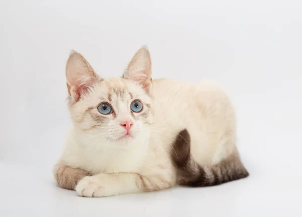 Kucing cantik muda terisolasi pada latar belakang putih . — Stok Foto