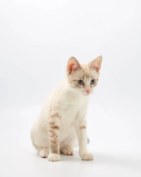 Młody piękny kotek na białym tle. — Zdjęcie stockowe