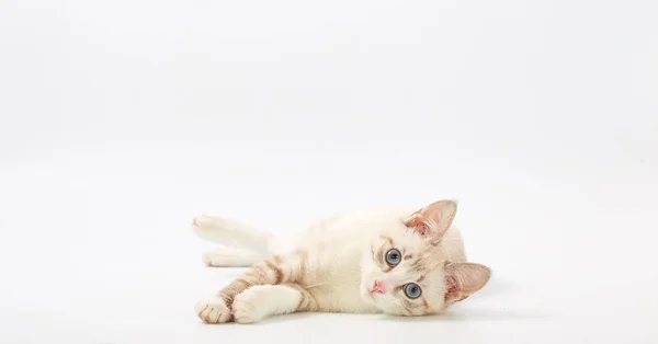 Young beautiful kitten isolated on white background. — Stock Photo, Image