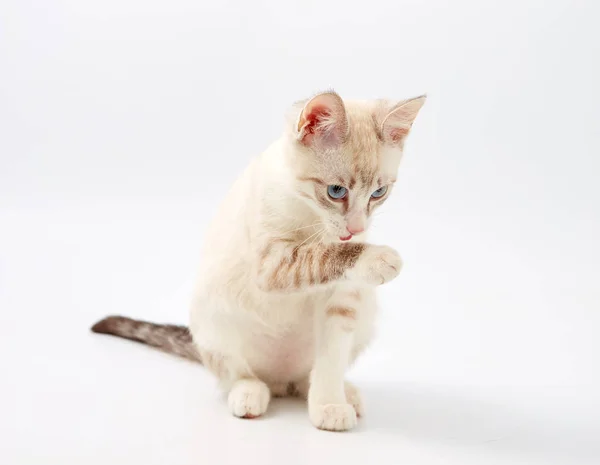 흰색 바탕에 고립 된 젊은 아름 다운 고양이. — 스톡 사진