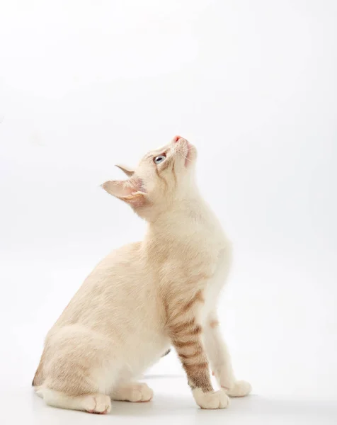 Joven hermoso gatito aislado en blanco fondo . —  Fotos de Stock