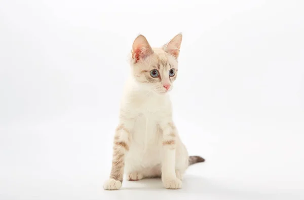 Jeune beau chaton isolé sur fond blanc . — Photo