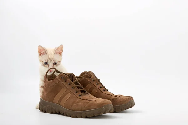 Jovem gatinho no fundo branco com sapatos masculinos — Fotografia de Stock