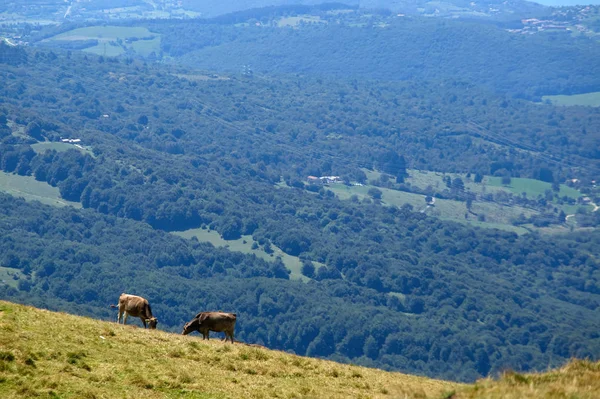 Monte Baldo. Itálie. krávy se pasou na horských pastvinách. — Stock fotografie