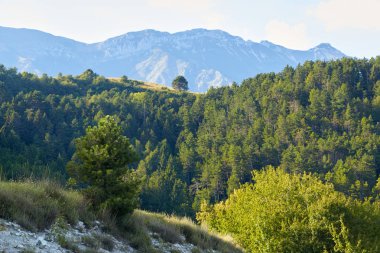 Yaz aylarında dağlık arazide yeşil bitkiler.