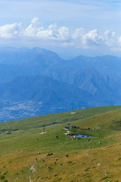 Monte Baldo. Itálie. krávy se pasou na horských pastvinách. — Stock fotografie