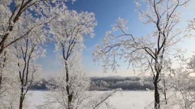 hoarfrost mavi gökyüzüne karşı ağaçlarda. kar düşüyor.