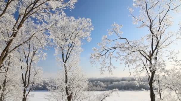 Hoarfrost Mavi Gökyüzüne Karşı Ağaçlarda Kar Düşüyor — Stok video