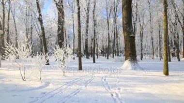 hoarfrost mavi gökyüzüne karşı ağaçlarda. kar düşüyor.