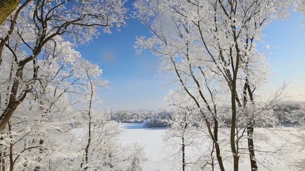 Drzewa Szron Przeciw Błękitne Niebo Śnieg Pada — Wideo stockowe