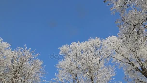 Árboles Helada Contra Cielo Azul Nieve Cae — Vídeos de Stock