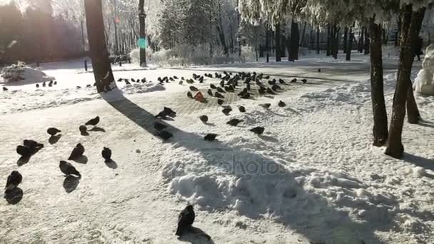 Hungry Birds City Winter Waiting Feeding — Stock Video