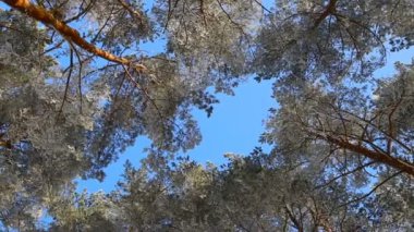 hoarfrost mavi gökyüzüne karşı ağaçlarda. kar düşüyor.