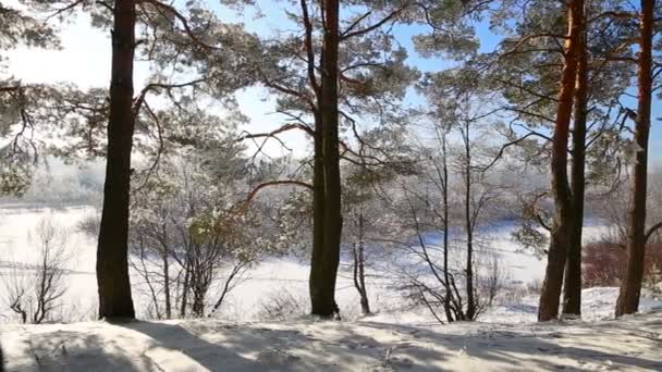 Bäume Raureif Gegen Den Blauen Himmel Schneefall — Stockvideo