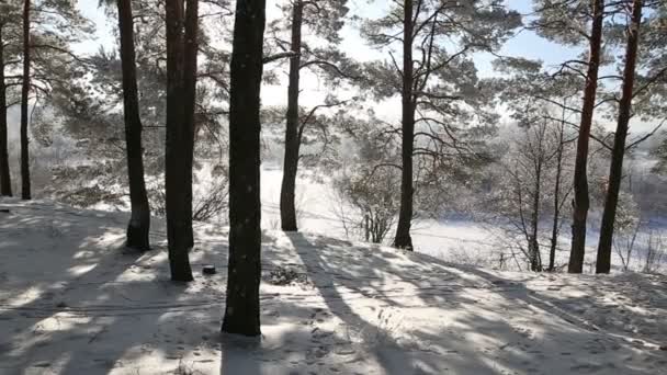 Bäume Raureif Gegen Den Blauen Himmel Schneefall — Stockvideo