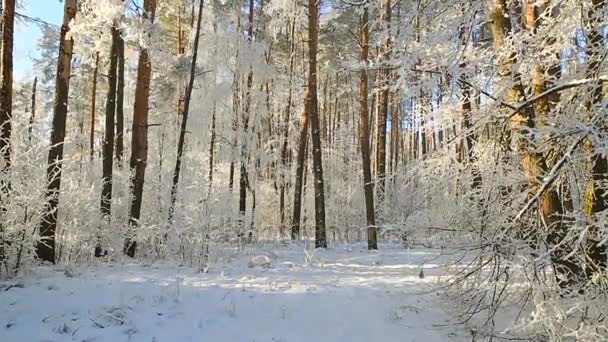 Bäume Raureif Gegen Den Blauen Himmel Schneefall — Stockvideo