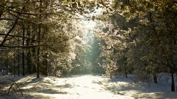 Árvores Hoarfrost Contra Céu Azul Queda Neve — Vídeo de Stock