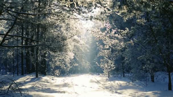Bomen Het Rijm Tegen Blauwe Hemel Sneeuw Valt — Stockvideo