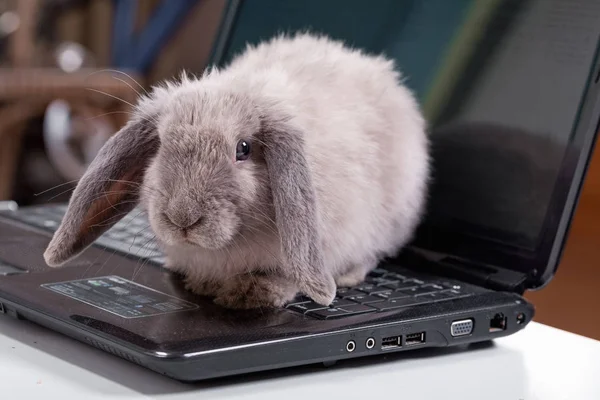 Dekorativní šedý králík sedí na přenosném počítači. — Stock fotografie