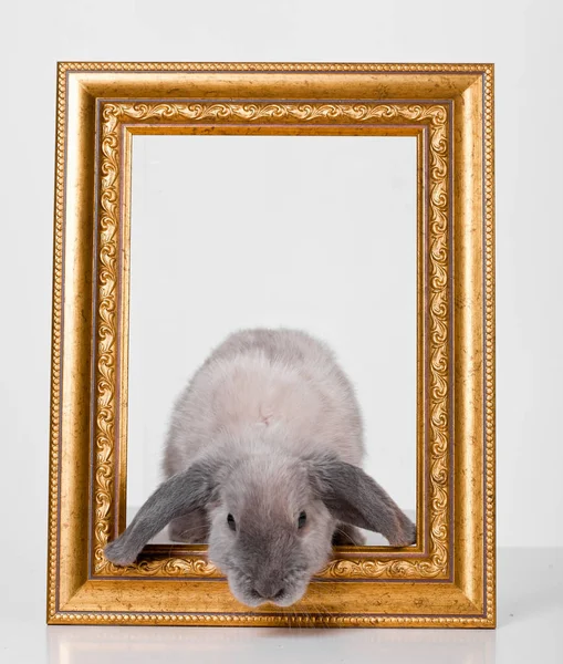 Dekorativní šedý králík ve zlatém rámu rámu. — Stock fotografie