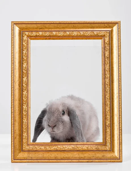 Dekorativní šedý králík ve zlatém rámu rámu. — Stock fotografie