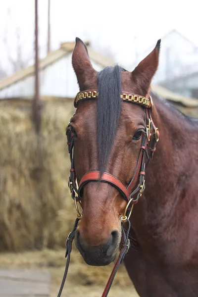 Eingespanntes Pferd. Pferdegeschirr. Produkte aus Leder und Metall, handgefertigt. — Stockfoto