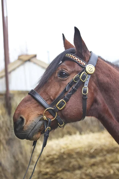 Eingespanntes Pferd. Pferdegeschirr. Produkte aus Leder und Metall, handgefertigt. — Stockfoto