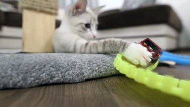 genç bir kedi bir çocuk daktilo ile çalış.
