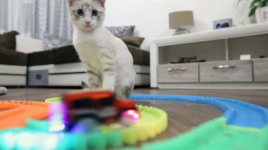 genç bir kedi bir çocuk daktilo ile çalış.