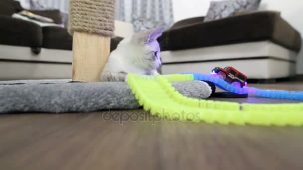 Eine Junge Katze Spielt Mit Einer Kinderschreibmaschine — Stockvideo