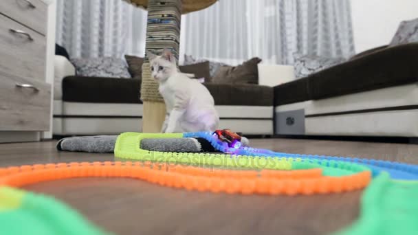Genç Bir Kedi Bir Çocuk Daktilo Ile Çalış — Stok video