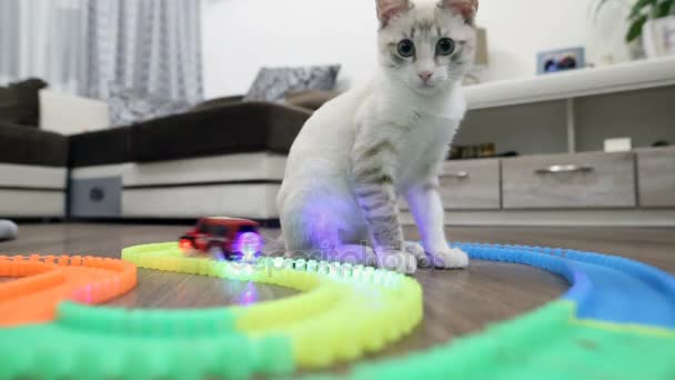 Gato Joven Juega Con Una Máquina Escribir Para Niños — Vídeo de stock