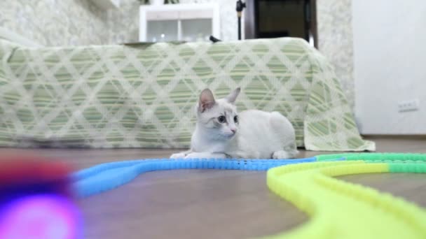 子供向けのタイプライターと遊ぶ若い猫 — ストック動画
