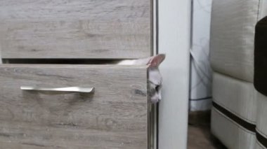 genç bir kedi dolaptan tırmanıyor. genç bir kedi arkasından kabine AVI.