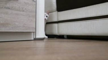 genç bir kedi dolaptan tırmanıyor. genç bir kedi arkasından kabine AVI.