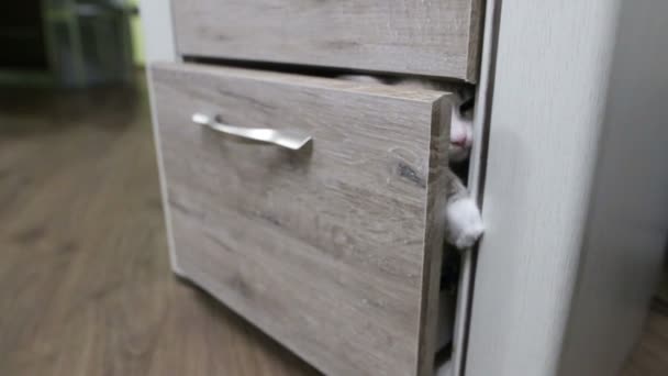 Young Cat Climbs Out Closet Young Cat Hunts Cabinet — Stock Video