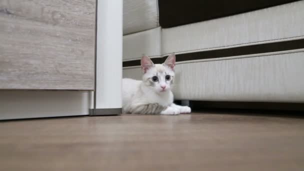 Молодий Кіт Вилізе Шафи Молодий Кіт Полює Шафою — стокове відео