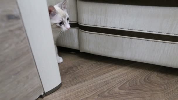 一只小猫从壁橱里爬出来 一只小猫从柜子后面打猎 — 图库视频影像
