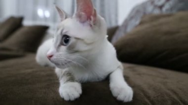 namlu ve yüz ifadeleri close-up genç kedi.