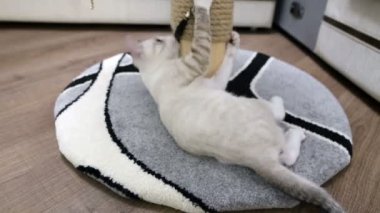 genç bir kedi pençesi yazı ile oynuyor.