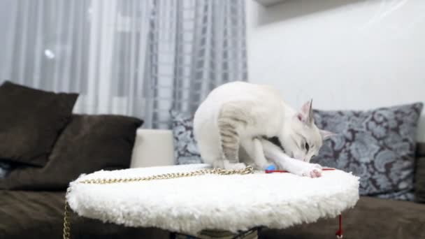 Молодая Кошка Играет Когтевым Столбом — стоковое видео