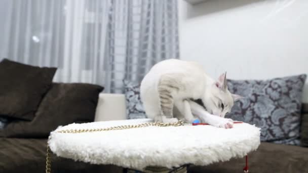 Jeune Chat Joue Avec Poteau Griffe — Video