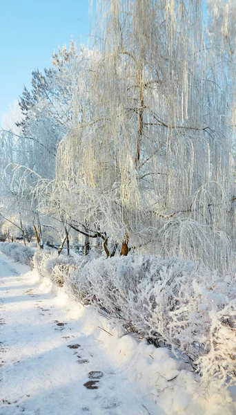 Branches of trees in icy cold frost.