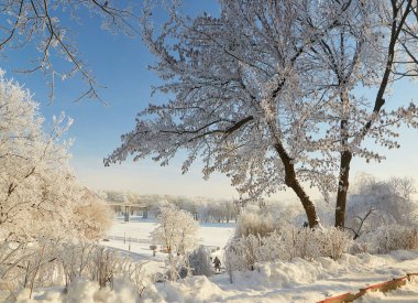 Buz gibi soğuk Frost ağaçlarının dalları.