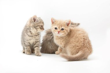 Beyaz bir arka plan üzerinde küçük komik yavru kedi