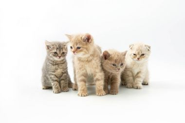 Beyaz bir arka plan üzerinde küçük komik yavru kedi