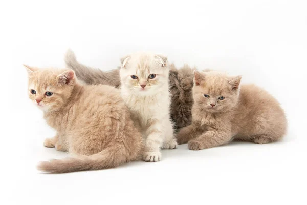 Pequeños gatitos divertidos sobre un fondo blanco — Foto de Stock