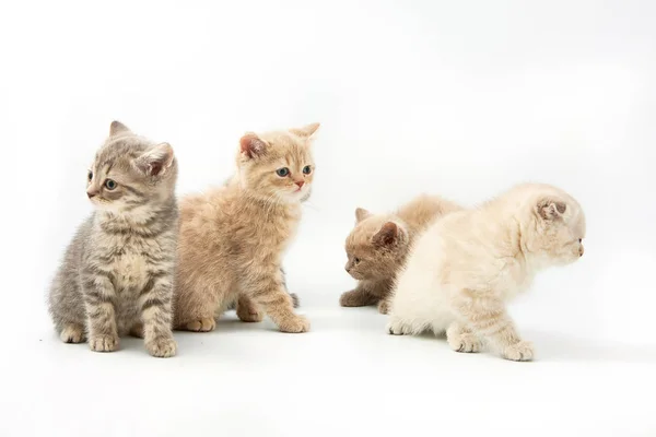 Pequeños gatitos divertidos sobre un fondo blanco — Foto de Stock