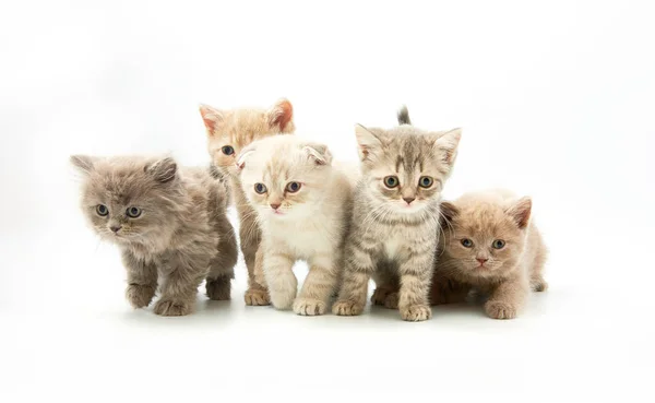 Pequeños gatitos divertidos sobre un fondo blanco — Foto de Stock